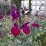 Salvia microphylla Flor