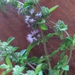 Mentha × verticillata Blomma