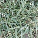 Eragrostis minor Jani