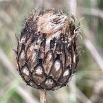 Centaurea scabiosa Fruitua