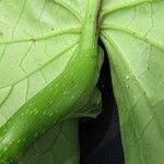 Piper pseudofimbriulatum Leaf