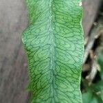 Microgramma squamulosa Лист