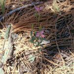 Clarkia rhomboidea Habitus