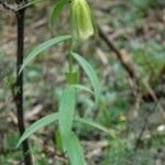 Fritillaria crassicaulis花