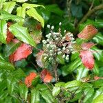 Berberis repens অভ্যাস