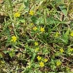 Trifolium micranthum Hábito