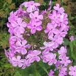 Phlox glaberrima ফুল