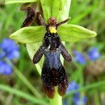 Ophrys insectifera Цвят