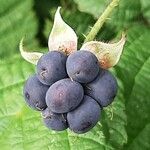 Rubus caesius Gyümölcs