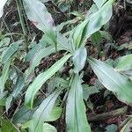 Tradescantia zanonia List