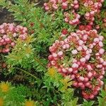 Gaultheria mucronata Fruto