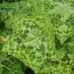 Podophyllum cv. 'Kaleidoscope' List