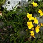 Linum flavum Kukka