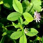 Trifolium resupinatum Leaf