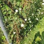 Convolvulus arvensisFlower