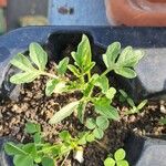 Solanum lycopersicum Blad