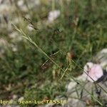 Kengia serotina Flower