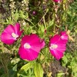 Callirhoe digitata Flower