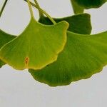 Ginkgo biloba Leaf