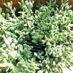 Crassula congestaHabit