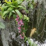 Oncidium baueri Çiçek