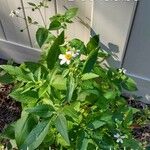 Bidens pilosaFlor