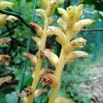 Orobanche hederae Flower