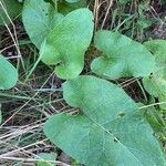 Arctium nemorosumLiść