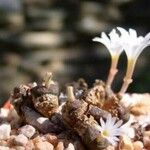 Conophytum pellucidum 花