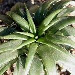 Dyckia remotiflora Leaf