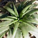 Dyckia remotiflora