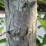 Crataegus crus-galli Bark