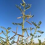 Indigofera colutea Φύλλο