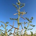 Indigofera colutea Blad