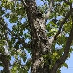 Catalpa speciosa Συνήθη χαρακτηριστικά