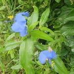 Commelina latifolia Blad