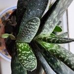 Gasteria pillansii Yaprak