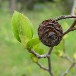 Alnus cordata Fruchs