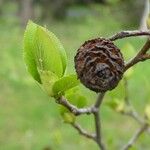 Alnus cordata Fruit