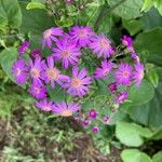 Pericallis steetzii Fleur