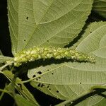 Acalypha schiedeana Лист