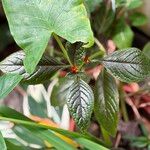 Chrysothemis pulchella Yeri