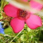 Linum grandiflorum Flower