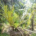 Grammatophyllum speciosum Buveinė
