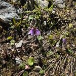 Soldanella pusilla Blüte