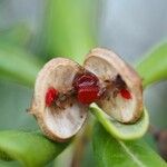 Pittosporum tobiraFruit