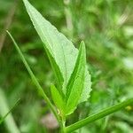 Viola elatior Leaf