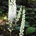 Actaea elata Flower