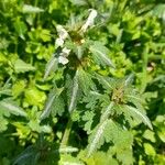 Lamium bifidum Leaf