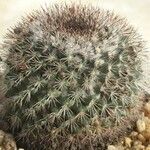 Mammillaria evermannianaCelota